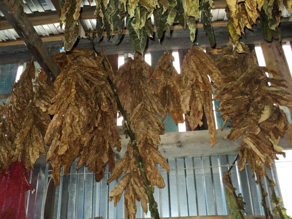 крайняя сушка).jpg