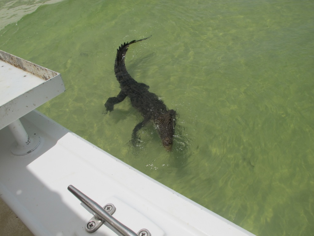 Крокодил готовится к атаке нашей яхты IMG_03221 (18).JPG