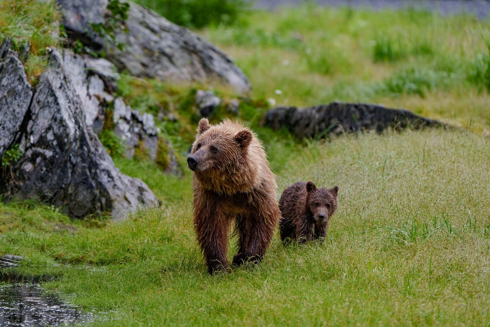 Куренной 4.jpeg