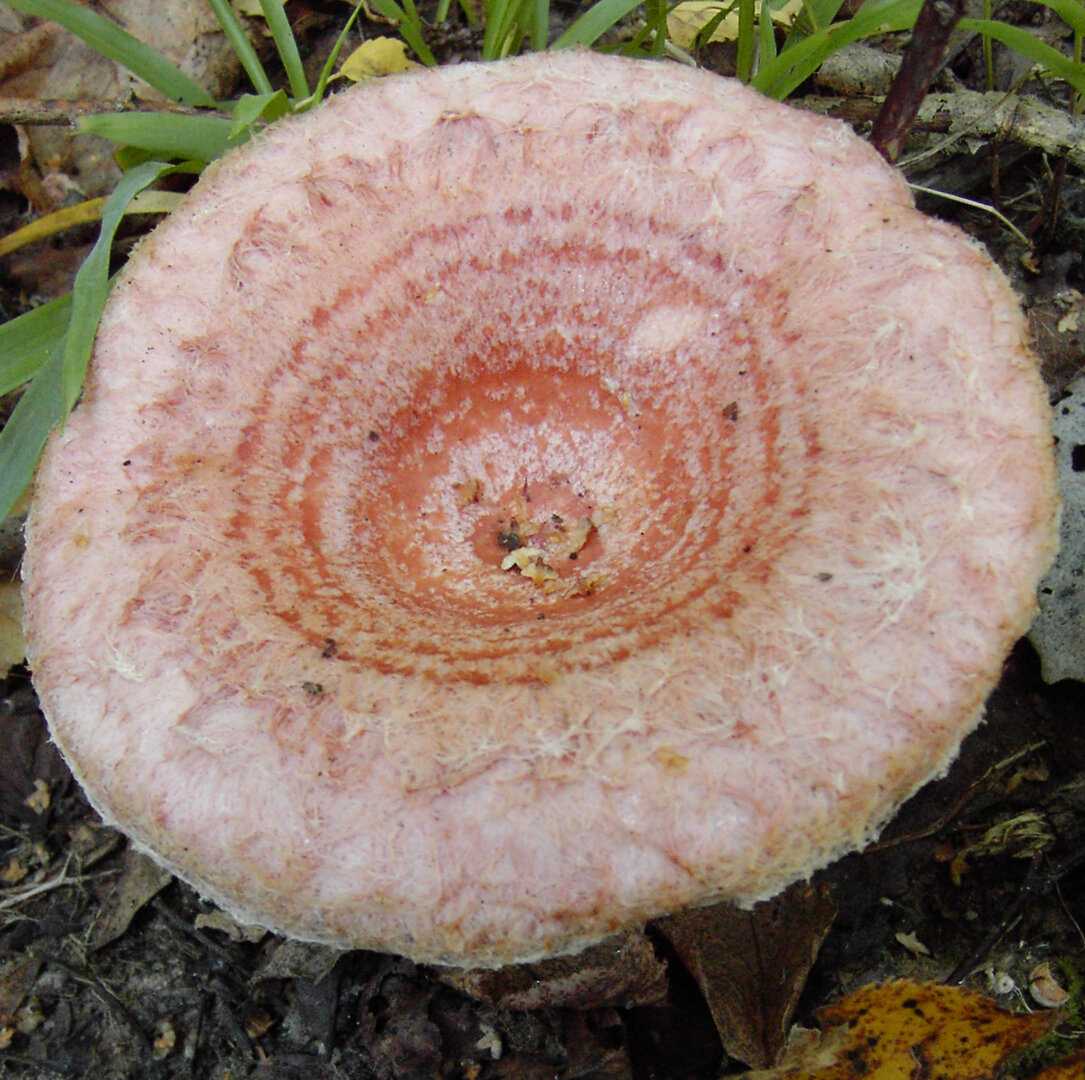Lactarius_torminosus_(3).jpeg