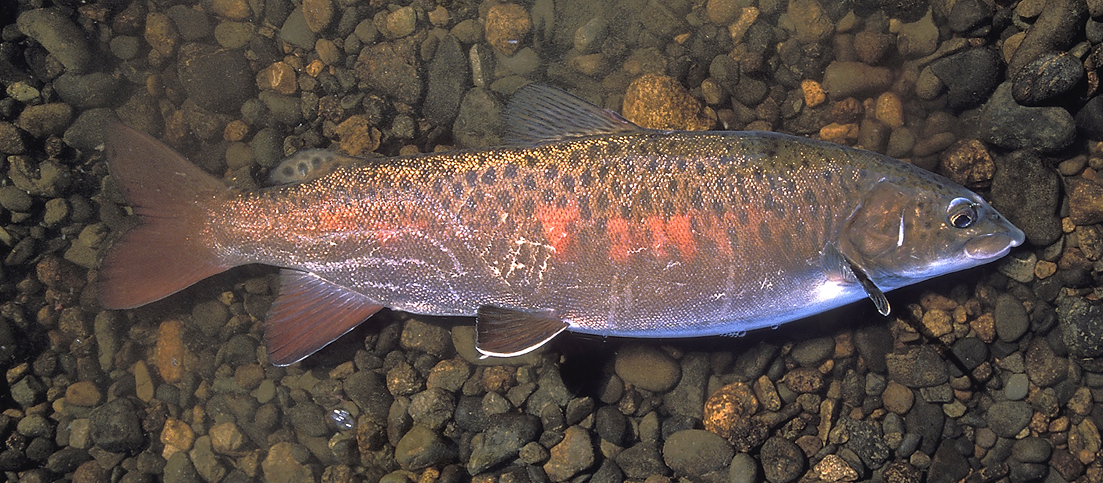 Морской ленок фото Морской ленок фото