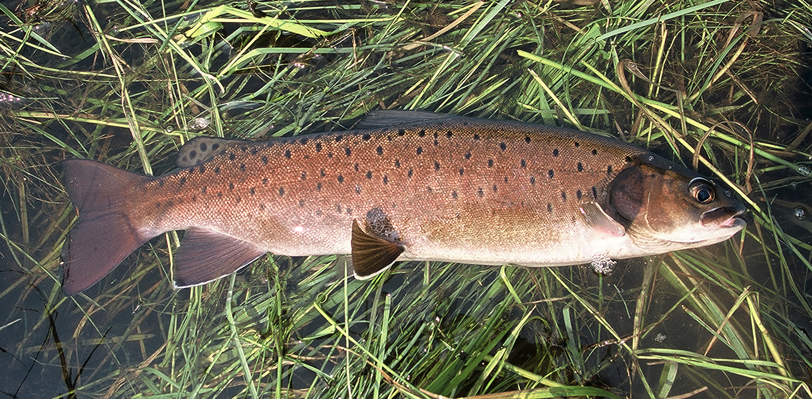 Морской ленок фото Морской ленок фото