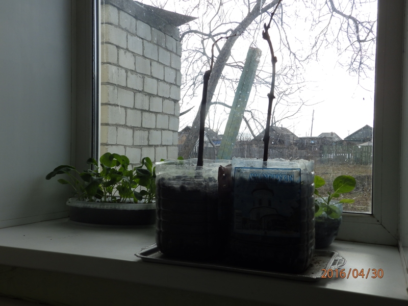 левокумский 1.JPG