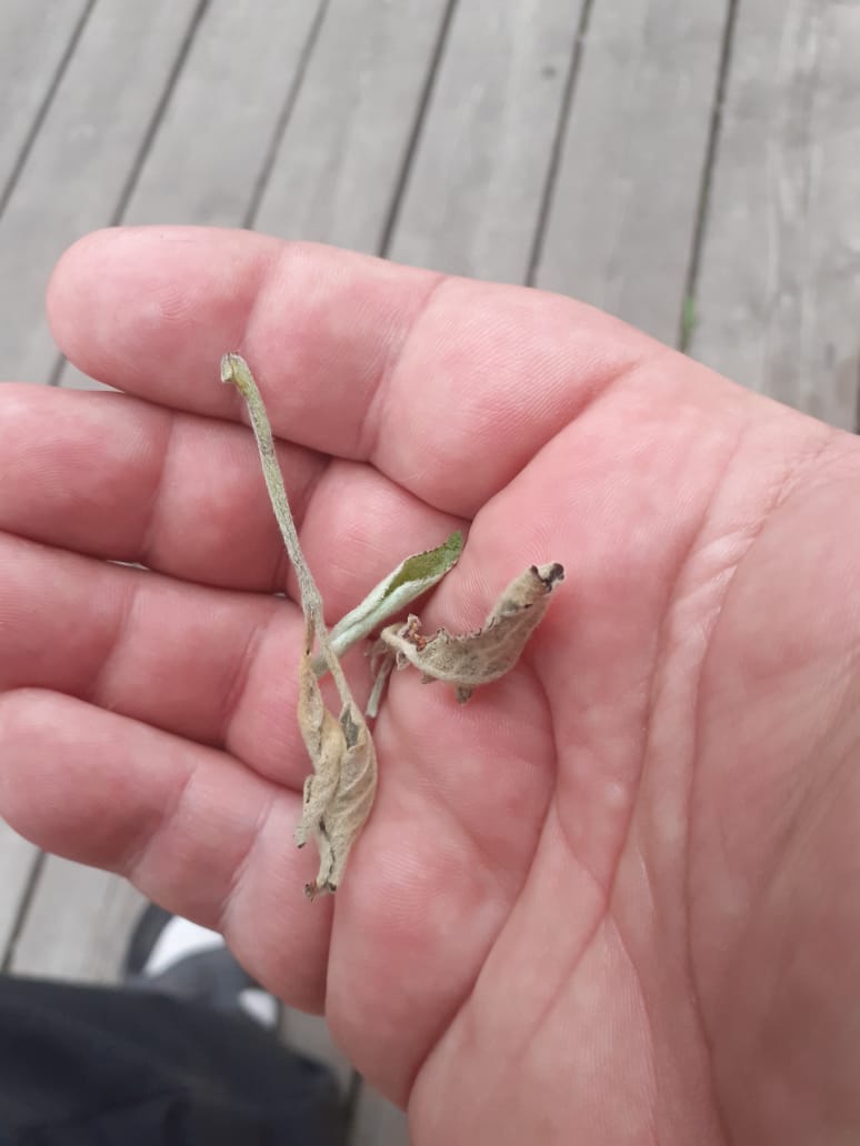 листы после снятия с дерева.jpg