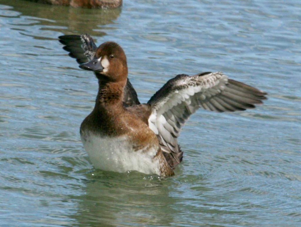 Malaya-morskaya-chernet-Aythya-affinis-003-1024x772.jpg
