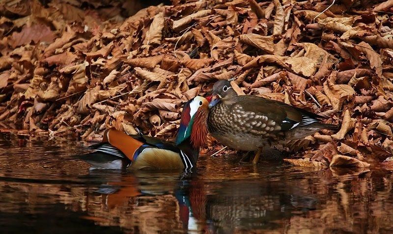 mandarinka_6_1.jpg