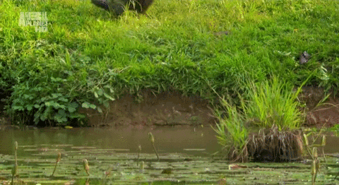 mdk.gif
