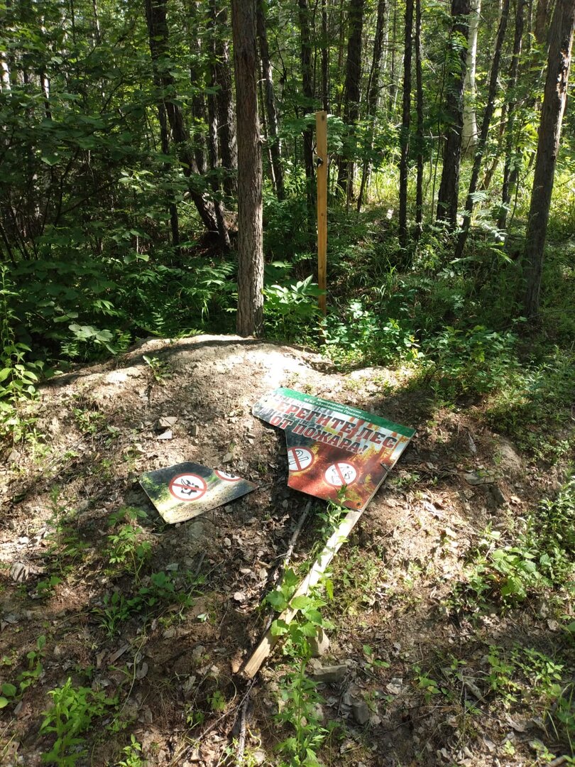 медведь 1.jpg