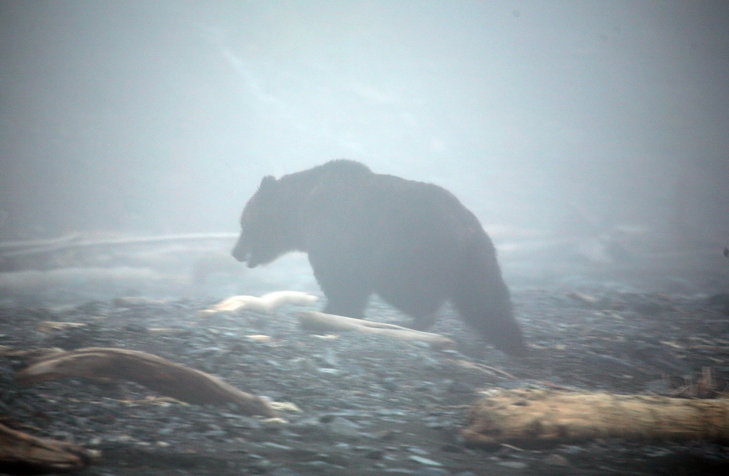 Медведь в тумане_новый размер.jpg