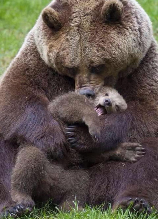 Медведи .jpg