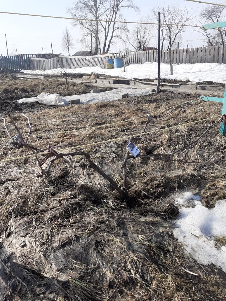 мертвый двиетский.jpg