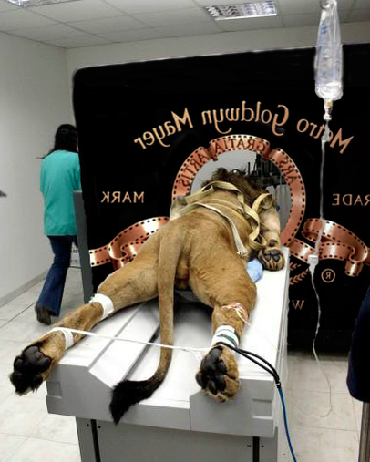 MGM.png