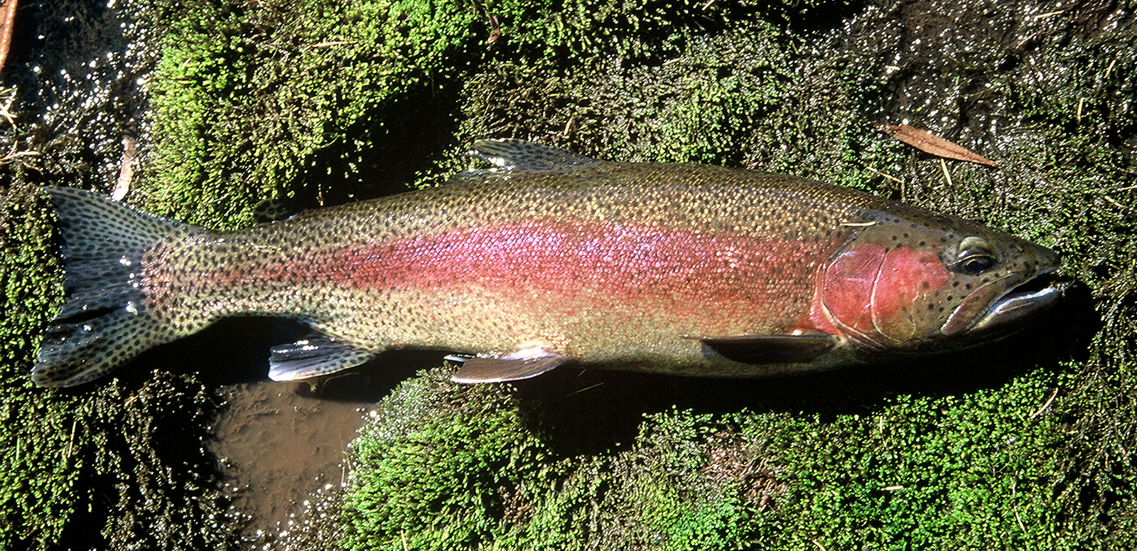 микижа_АБ_1600_1.jpg