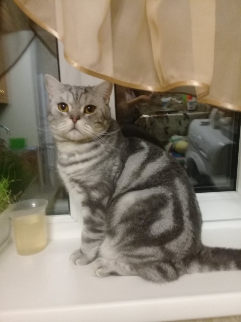 Мои жиотные (1) (16).jpg