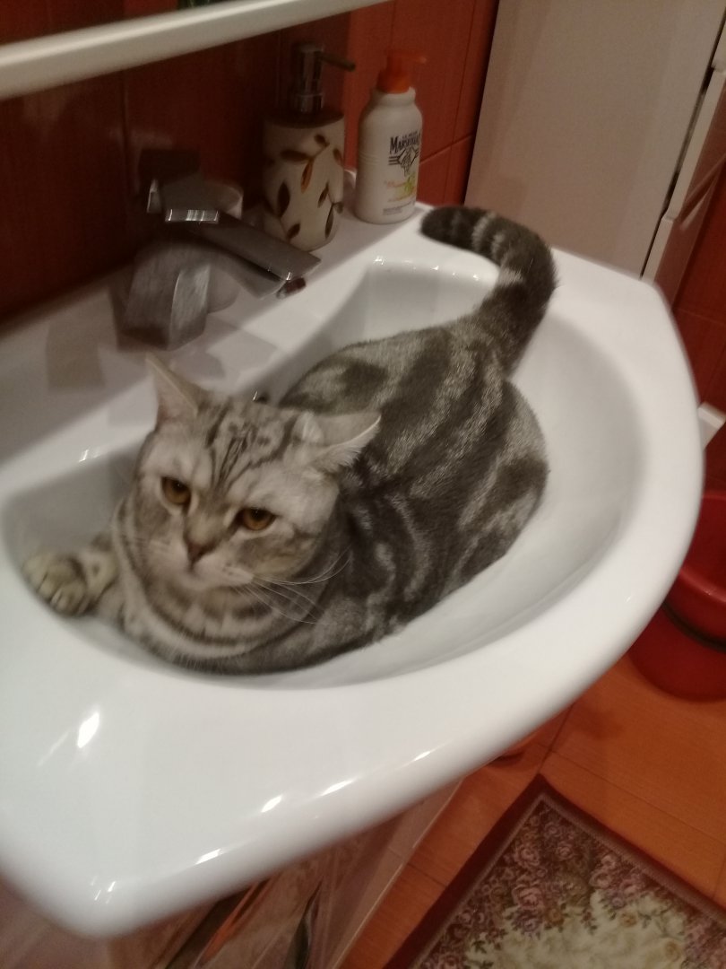 Мои жиотные (1) (22).jpg