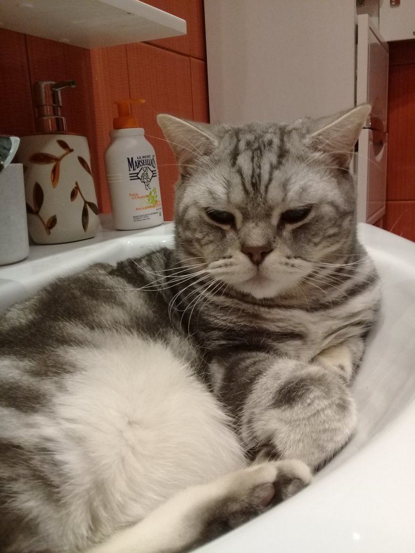 Мои жиотные (1) (27).jpg