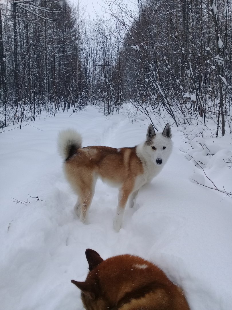 Мои жиотные (1) (38).jpg