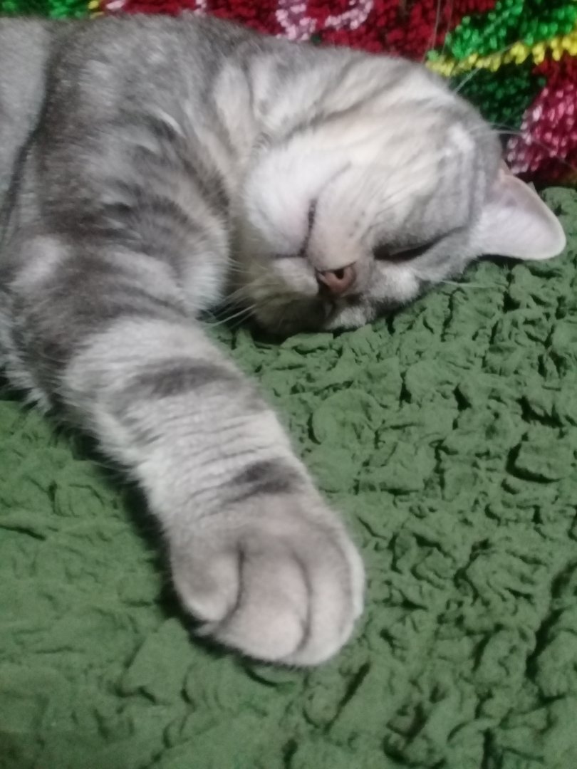 Мои жиотные (1) (43).jpg