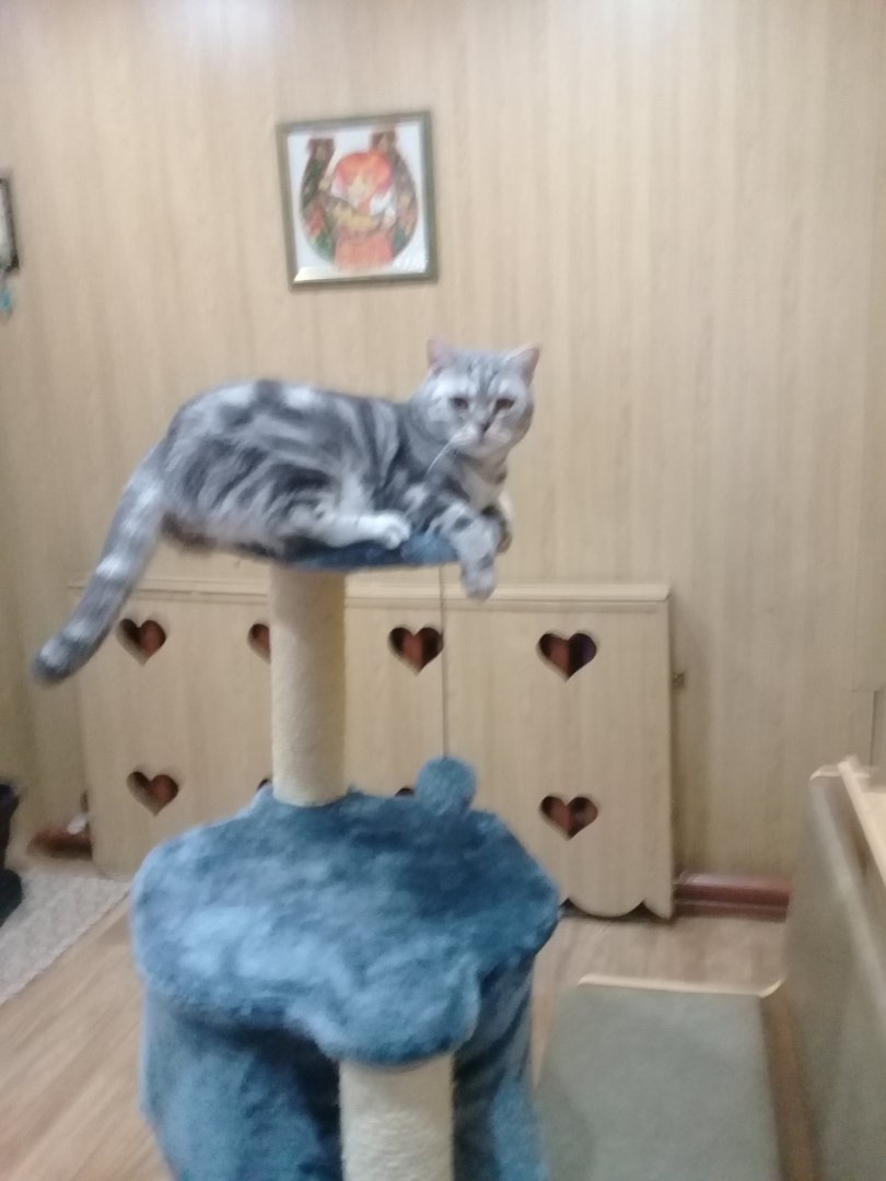 Мои жиотные (1) (52).jpg