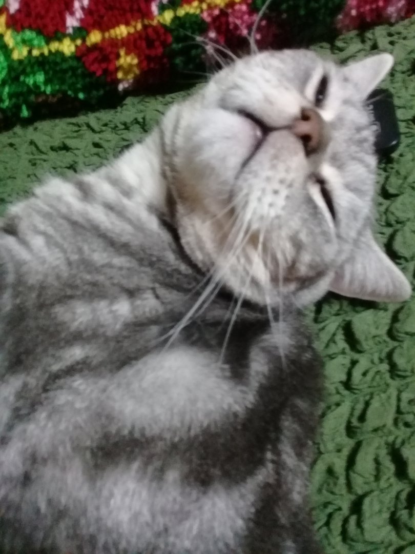 Мои жиотные (1) (53).jpg