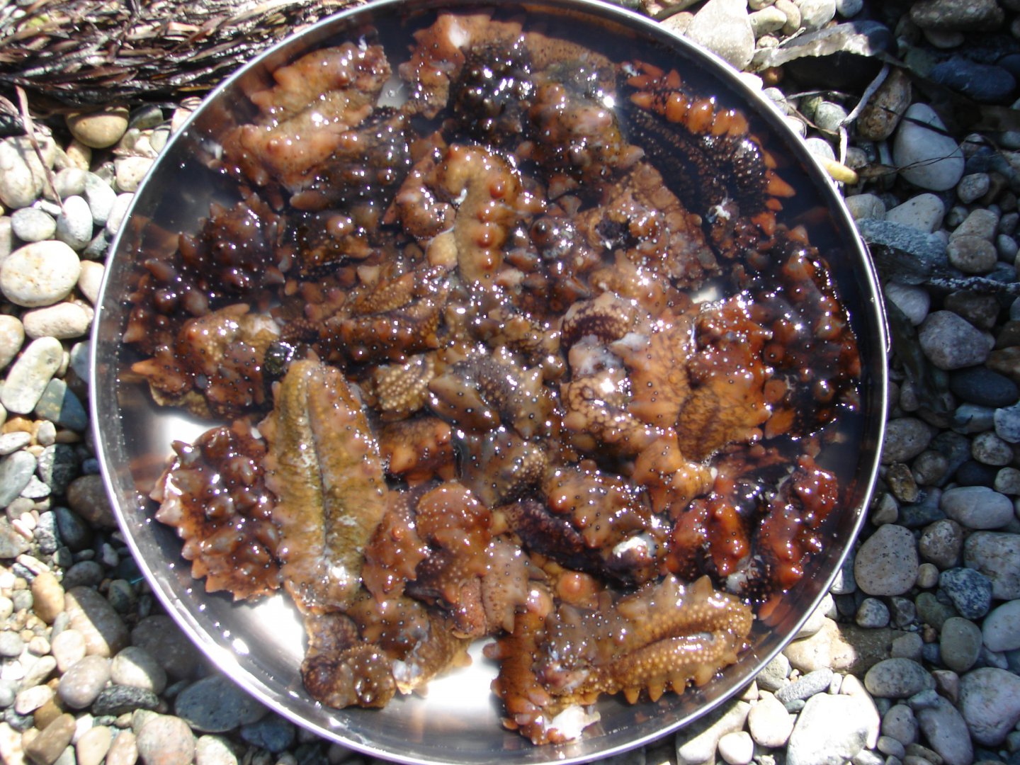 море 2009 027.jpg