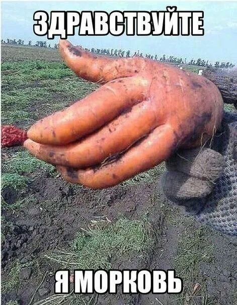 Морковь.jpg
