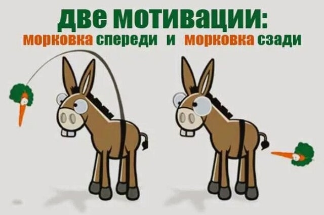 Морковь.jpg