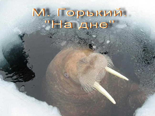 морж.jpg