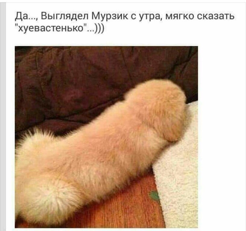 Мурзик.jpg