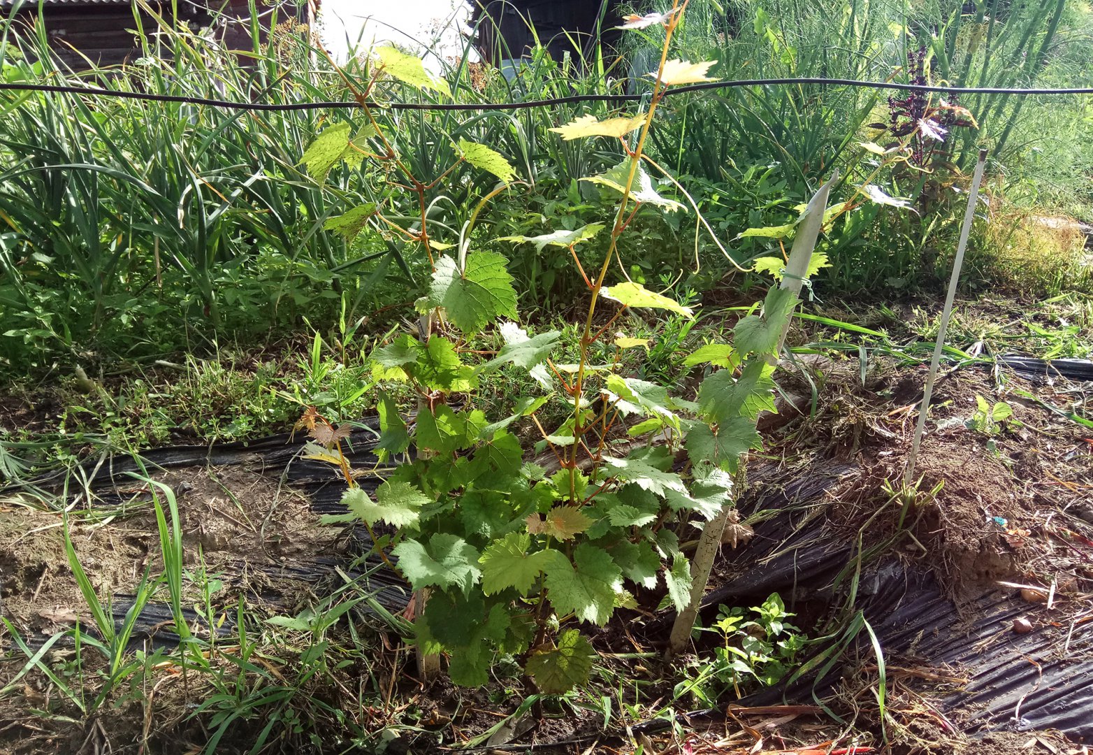 Мускат Московский.jpg