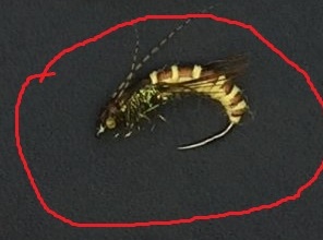 мухи1.JPG