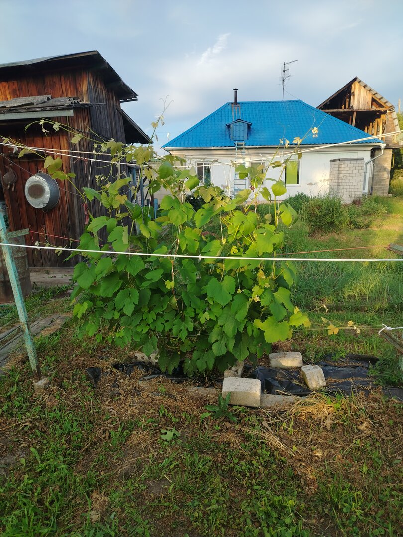Новикова ДВ.jpg