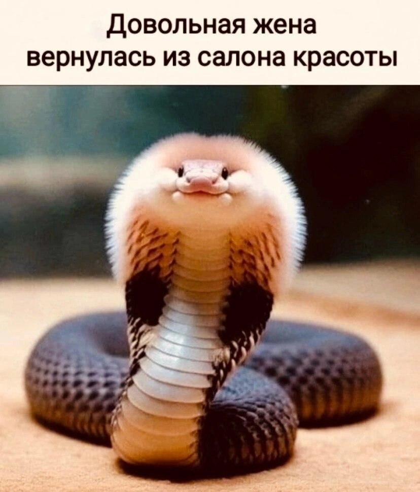 нр.jpg