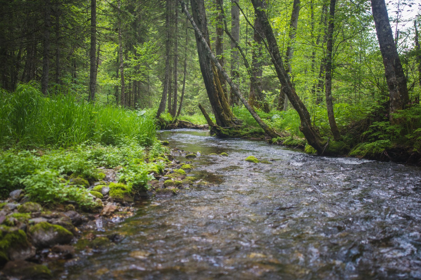 Начало реки