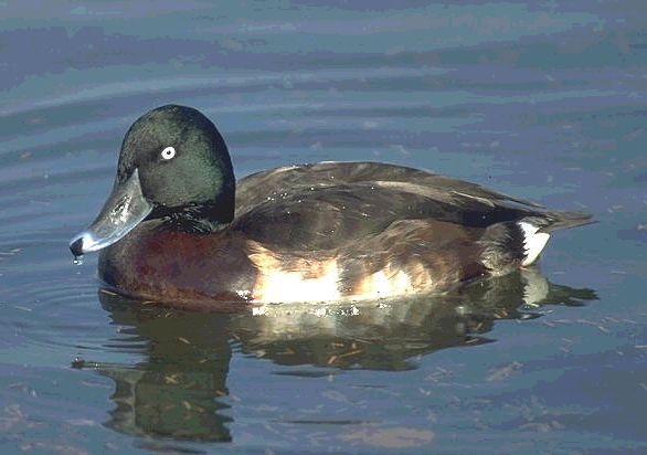 Нырок Бэра.jpg