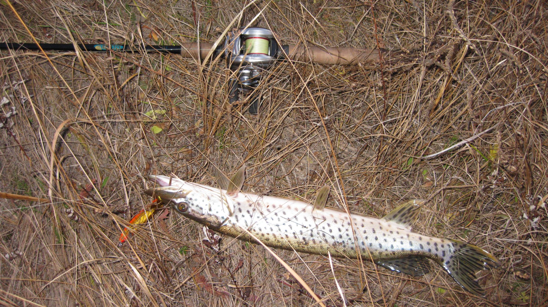 окт18 вилка2.JPG