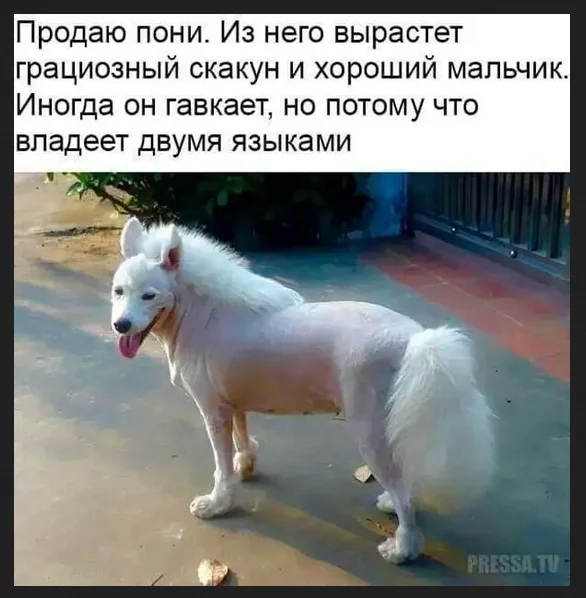 олр.jpg