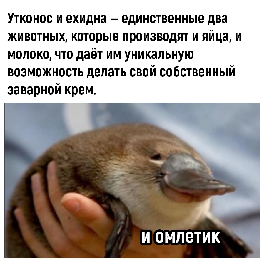 Омлетик.jpg