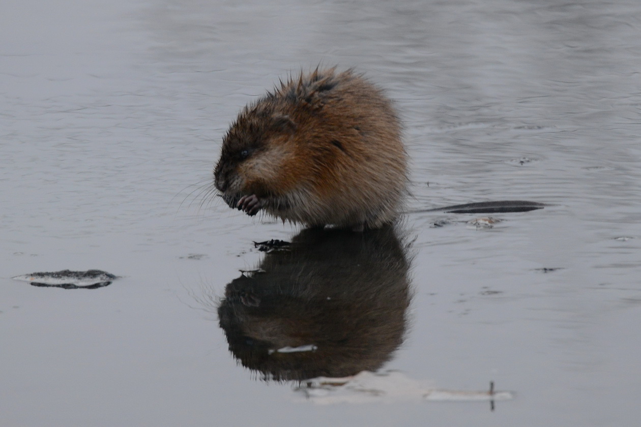 Ондатра.jpg