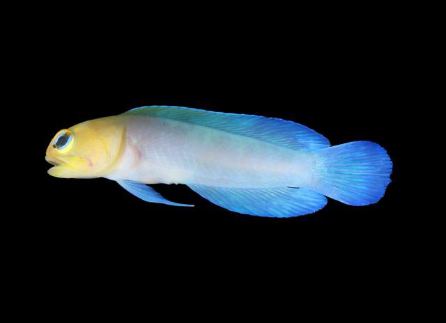 (Opistognathus aurifrons) 97f.jpg