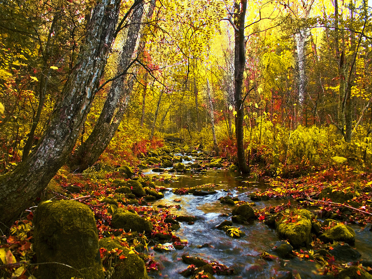 Осенняя песня ручья Пейзаж Минченко Александр.jpg