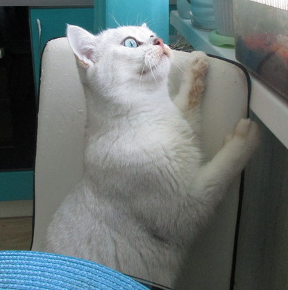 Охота на голубей_RS_CR.JPG