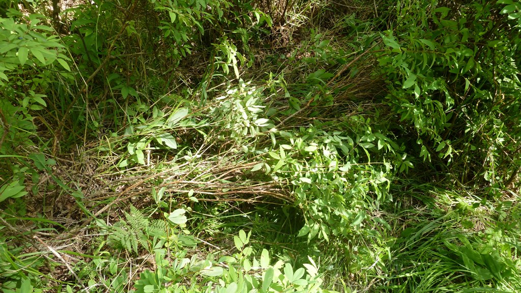 P1000767.JPG