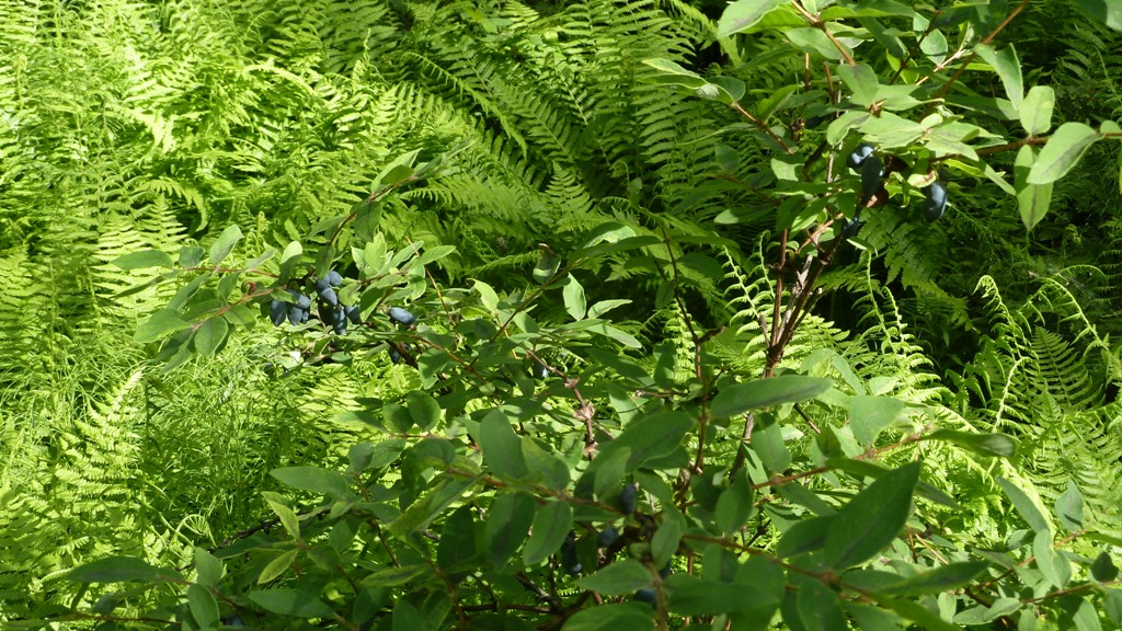 P1000768.JPG