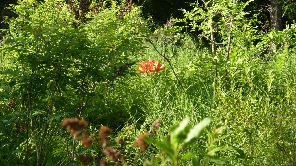 P1000772.JPG