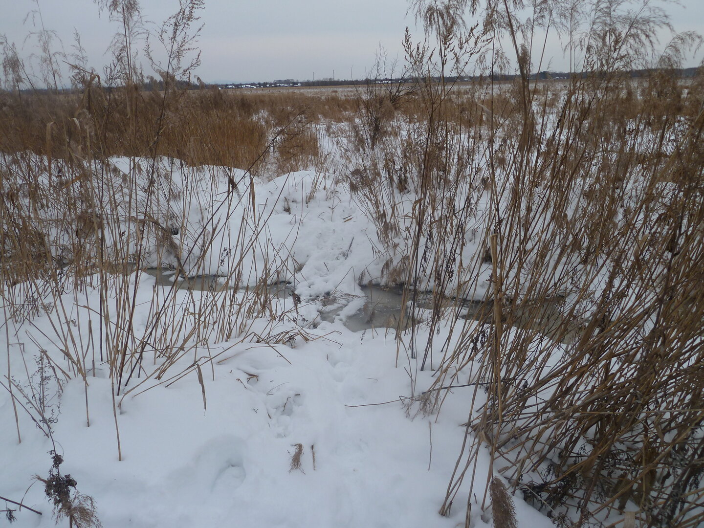 P1000909.JPG