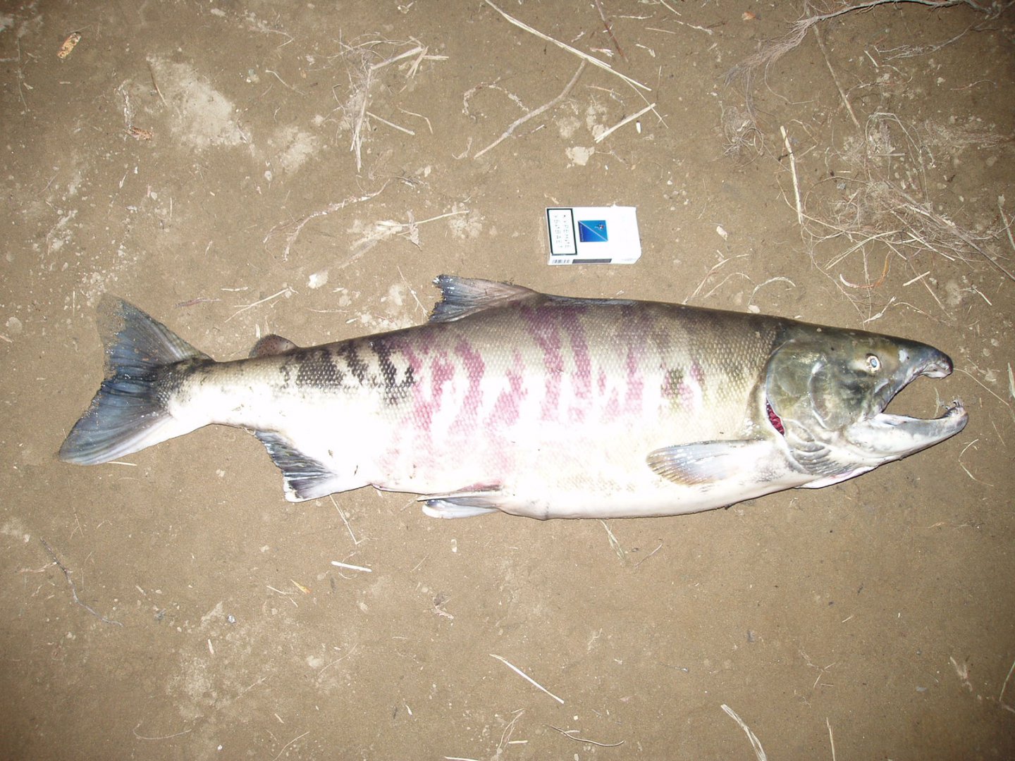 P1015864.JPG