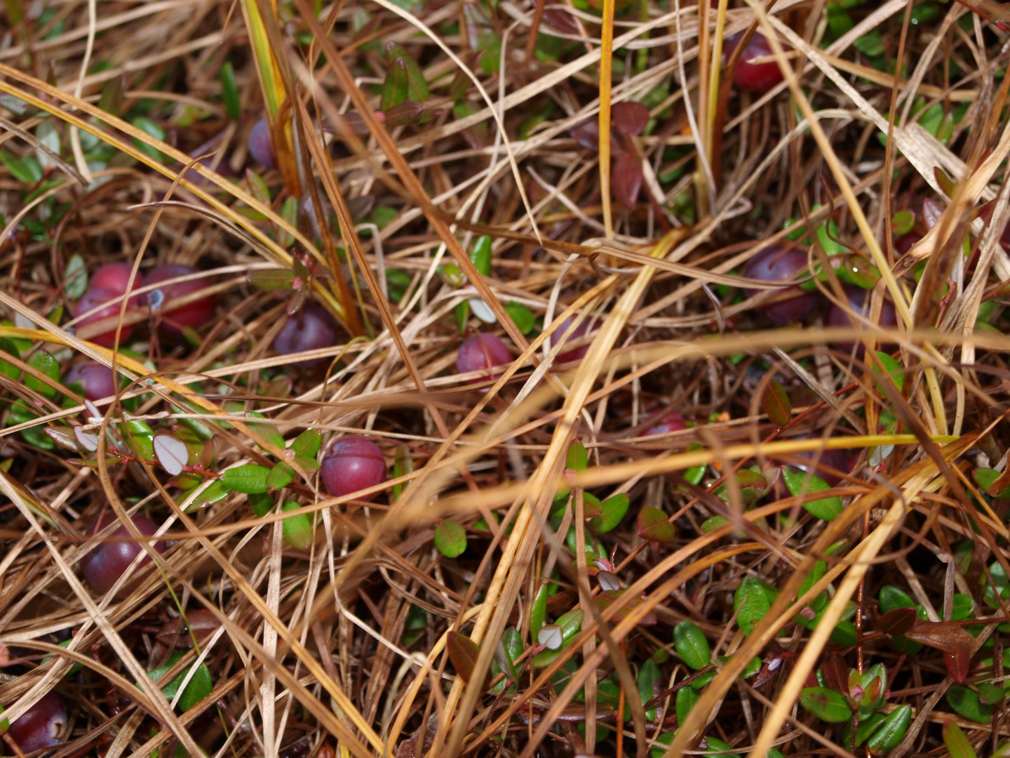 P1018567.JPG