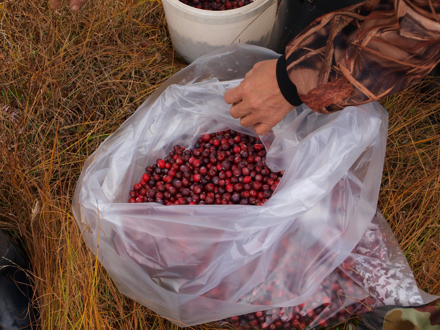 P1018575.JPG