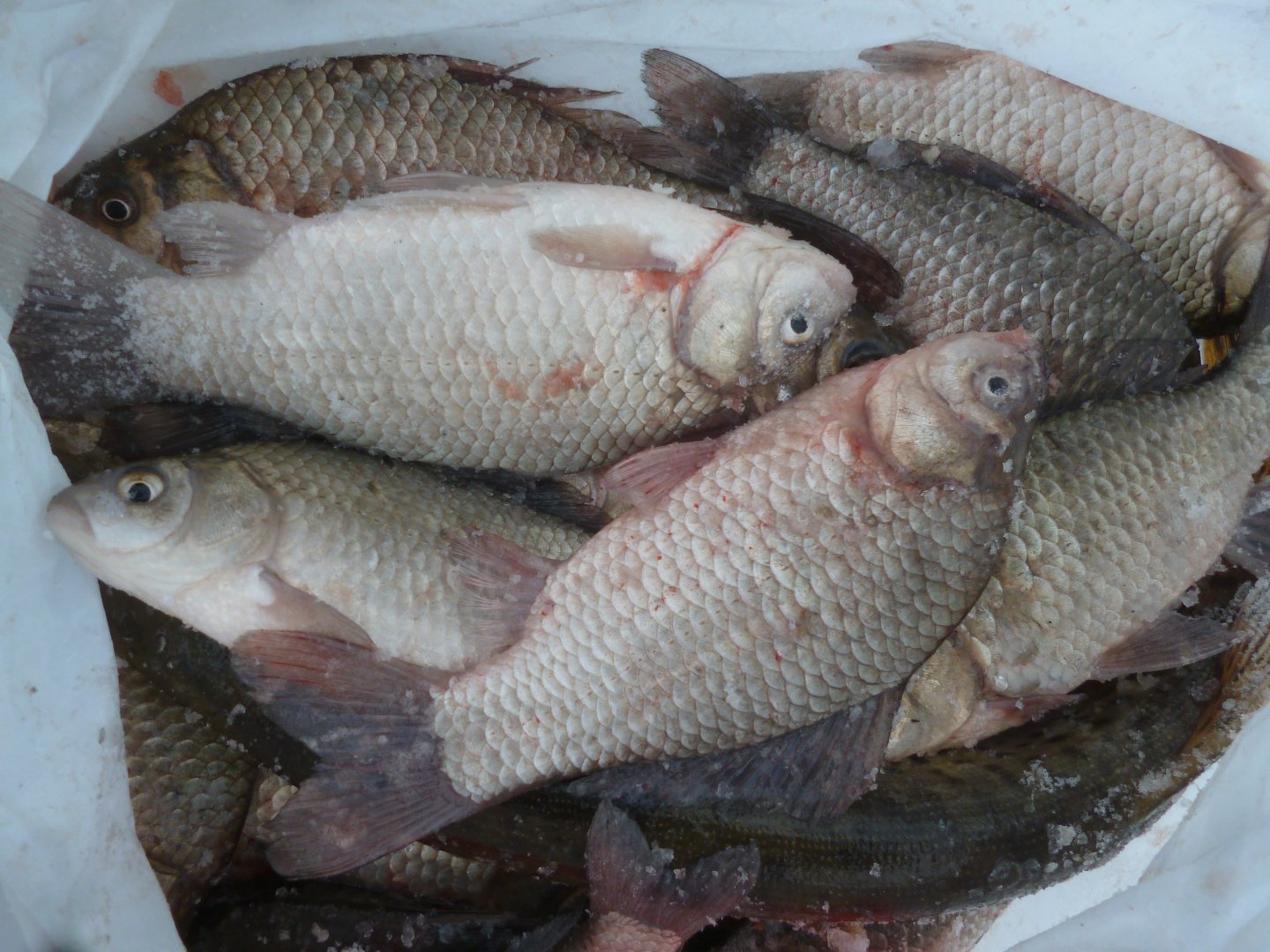 P1050055.JPG